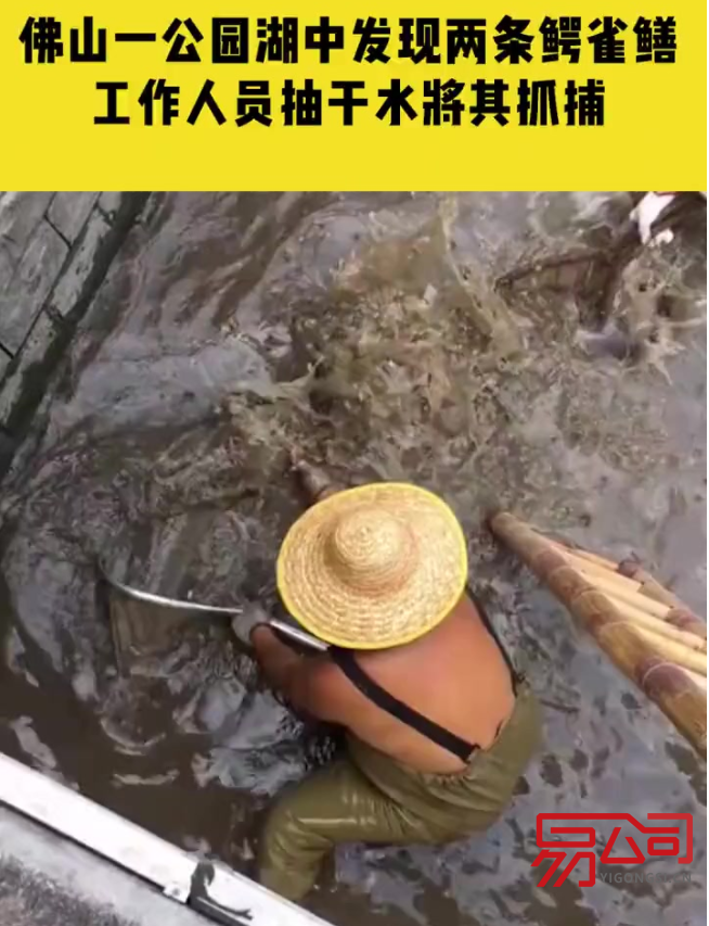 佛山市代理记账价目表（佛山一公园湖中打捞出2条鳄雀鳝）