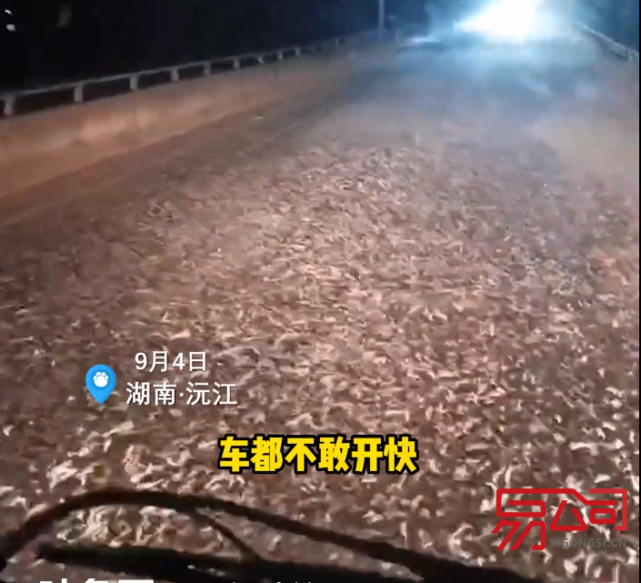 益阳市办理代理记账许可证的条件（湖南益阳大桥现飞虫铺天盖地）