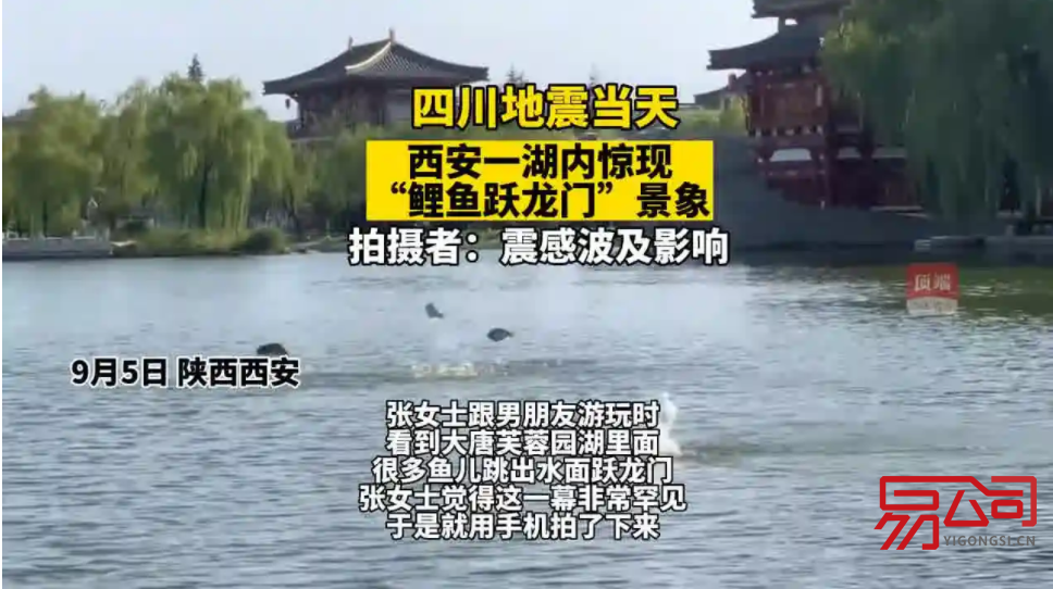 西安工商企业年报操作流程（昨日西安一湖内惊现“鲤鱼跃龙门”）